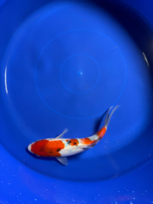 8" Sanke Japanese Imported HQ(High Quality)