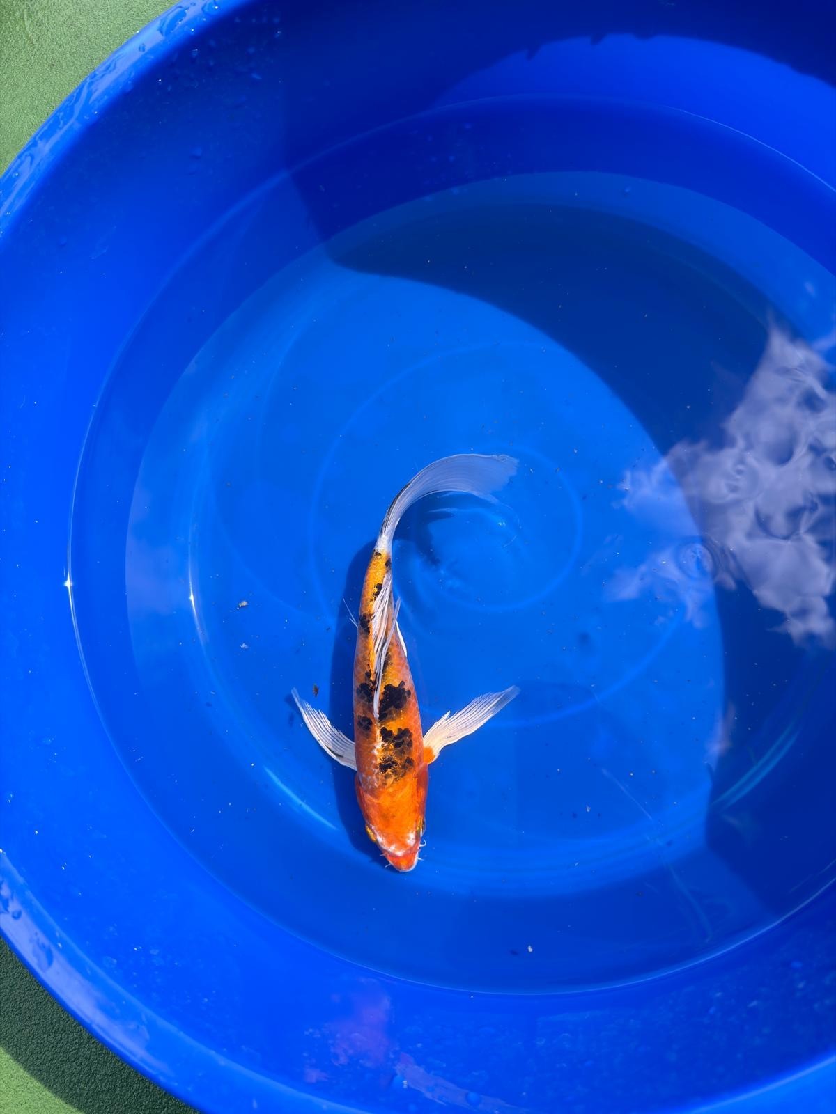 Yamato Nishiki Butterfly Koi 8"