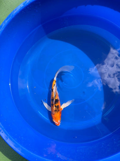 Yamato Nishiki Butterfly Koi 8"