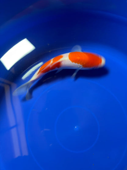 8"  Kohaku Japanese Import Koi (Hand Picked) T1