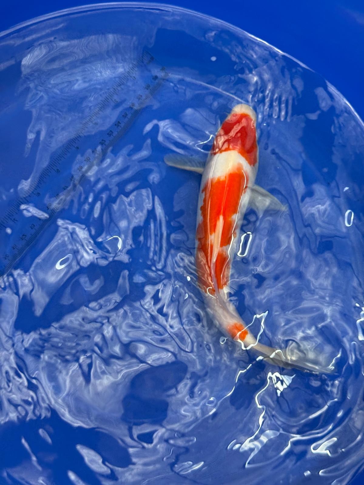 10.5 " Kohaku Japanese Imported (Hand Picked) T2