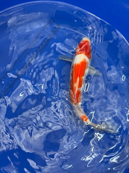 10.5 " Kohaku Japanese Imported (Hand Picked) T2