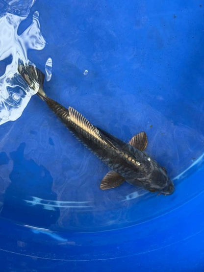 Doitsu Aragoke Koi 9 inch