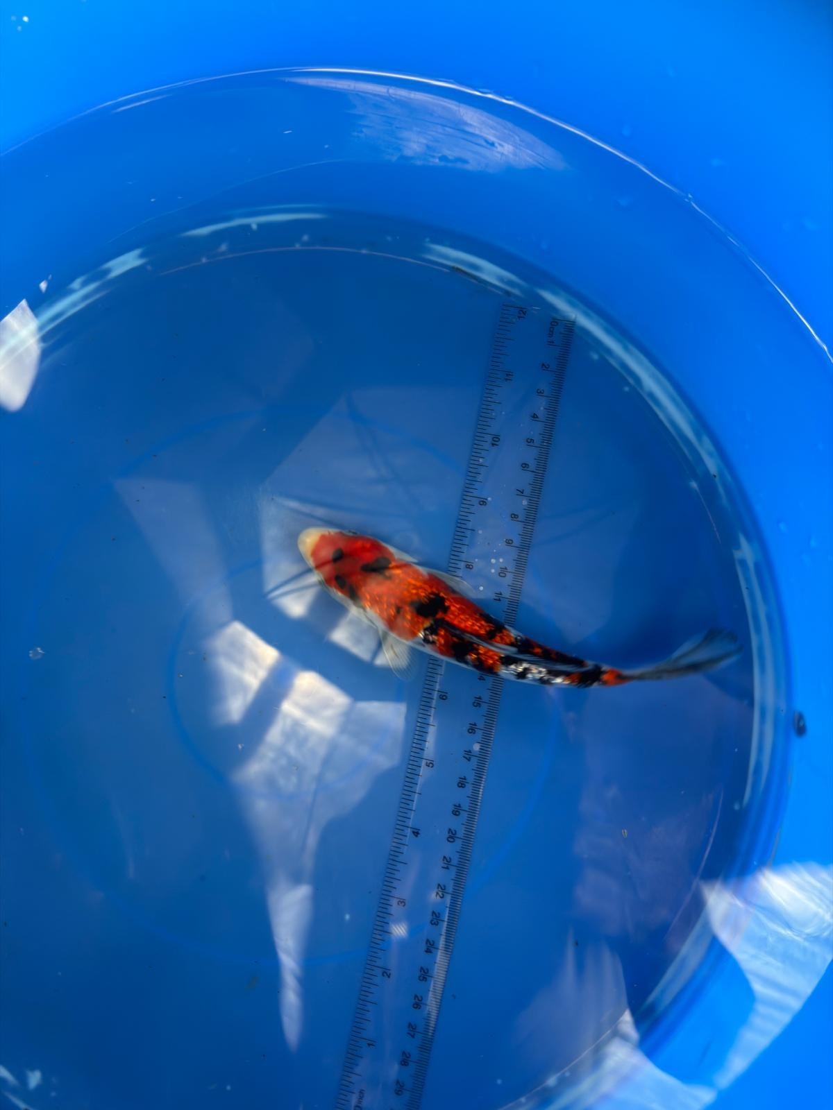 6"  Ginrin Showa Japanese Import Koi (Hand Picked)