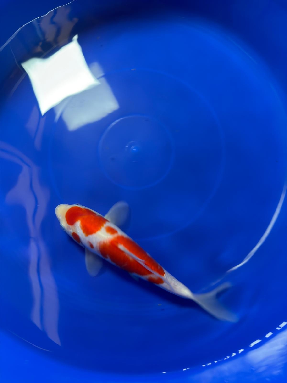 8" Kohaku Japanese Imported (Hand Picked)
