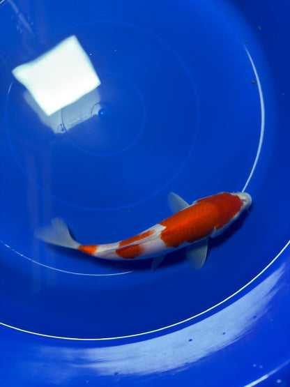 9"  Kohaku Japanese Import Koi (Hand Picked) T1