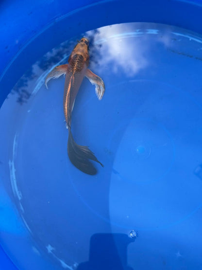 Kin Matsuba Butterfly Koi 8 Inch