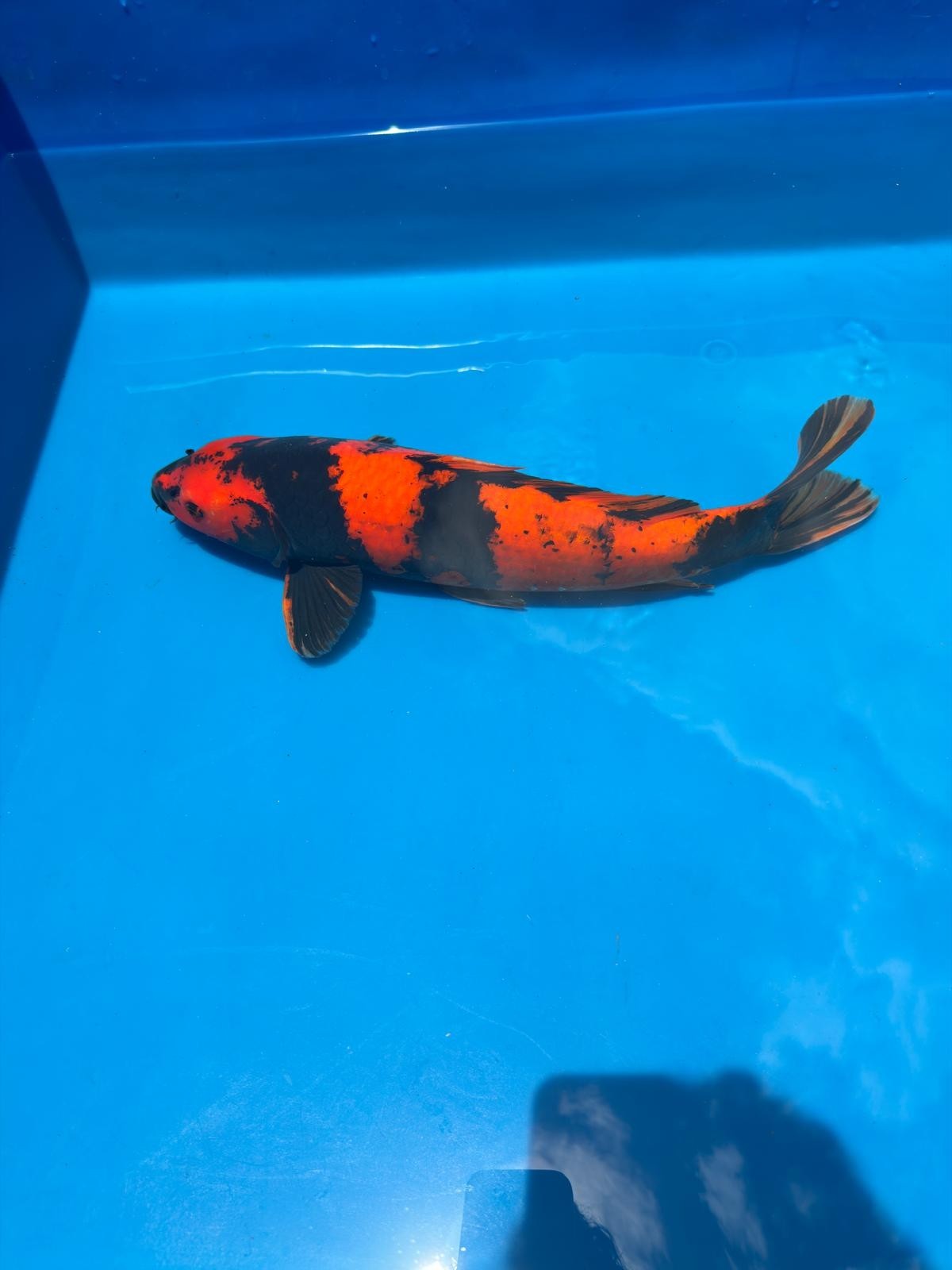 18" Hi Utsuri-Japanese Imported-Breeder Certifcate