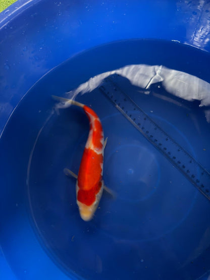 9"  Kohaku Japanese Import Koi (Hand Picked) T3