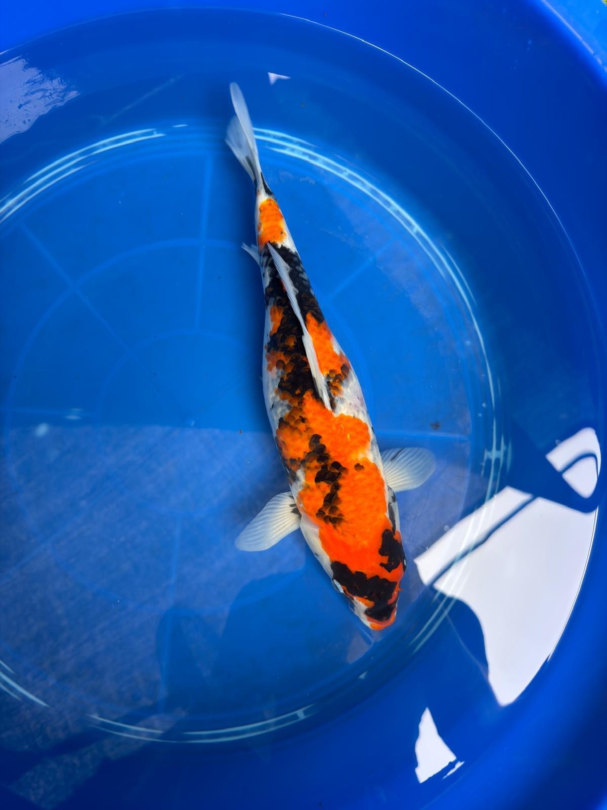 15" Dinichi Showa Japanese Import Koi