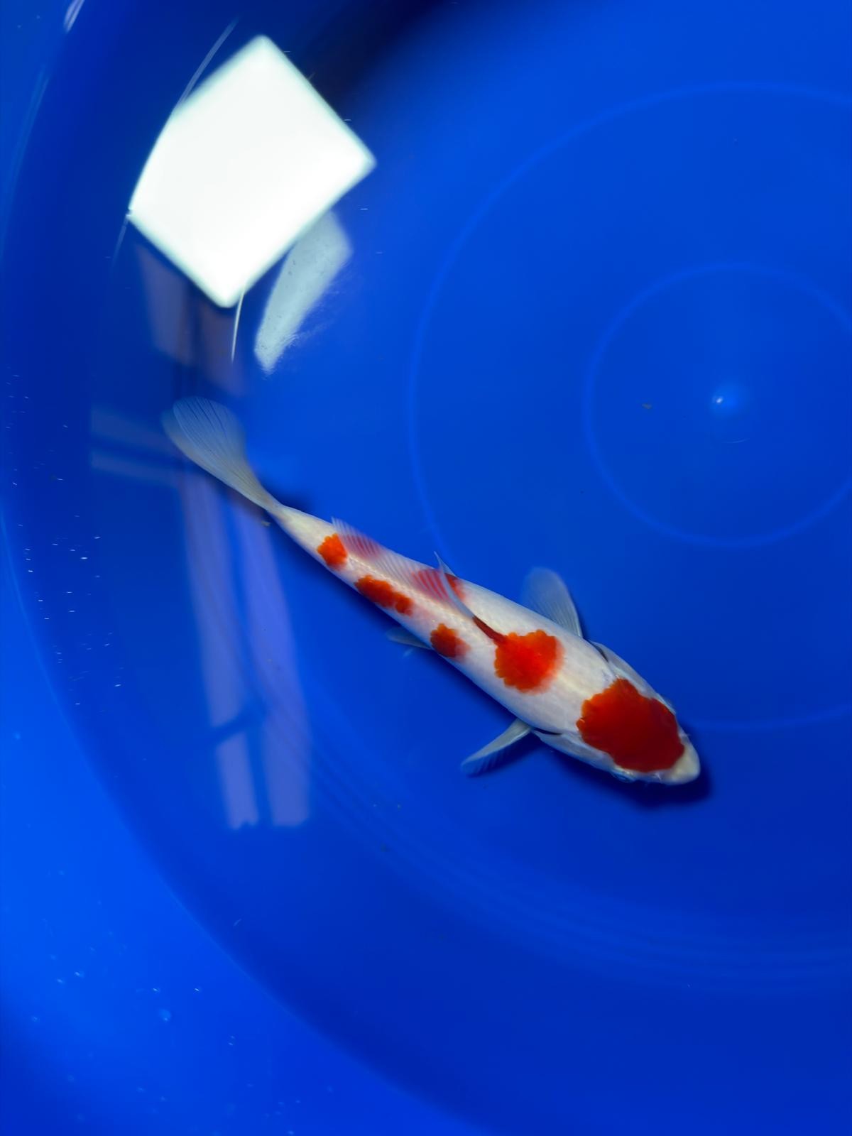 8"  (Tancho) Maruten Kohaku Japanese Imported HQ(High Quality)