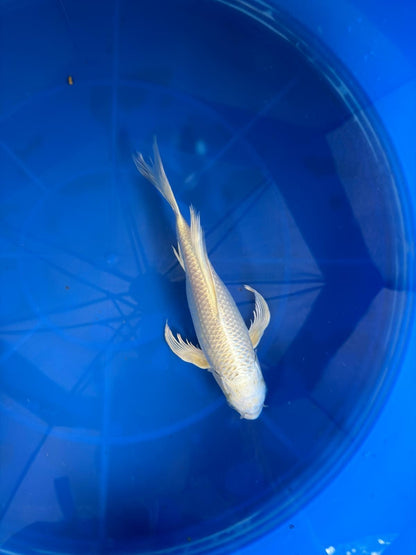 Platinum Butterfly Koi 9"