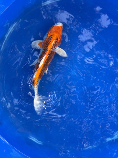 Japanese Kujaku 9" inch Koi T5