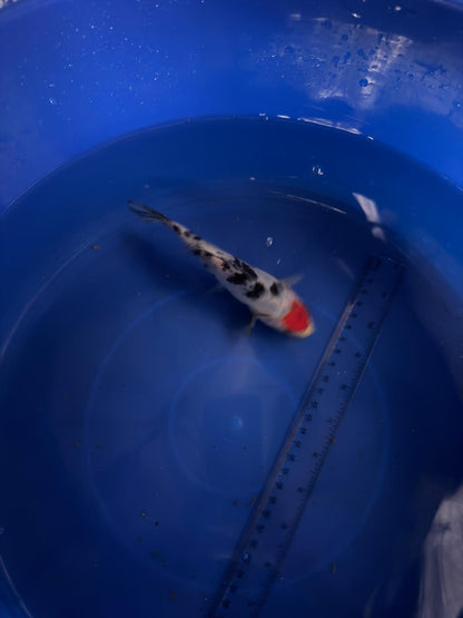 6"  Tancho Sanke Import Koi (Hand Picked) T3