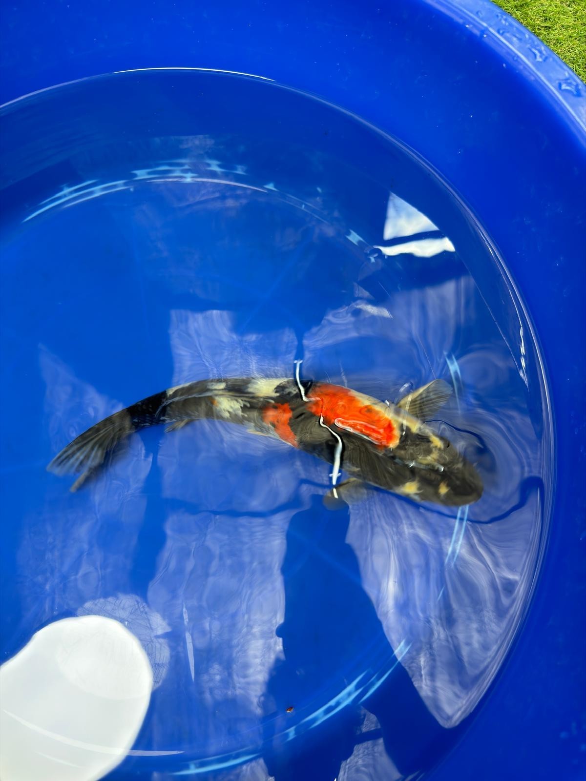 Japanese Dainichi Showa 13"