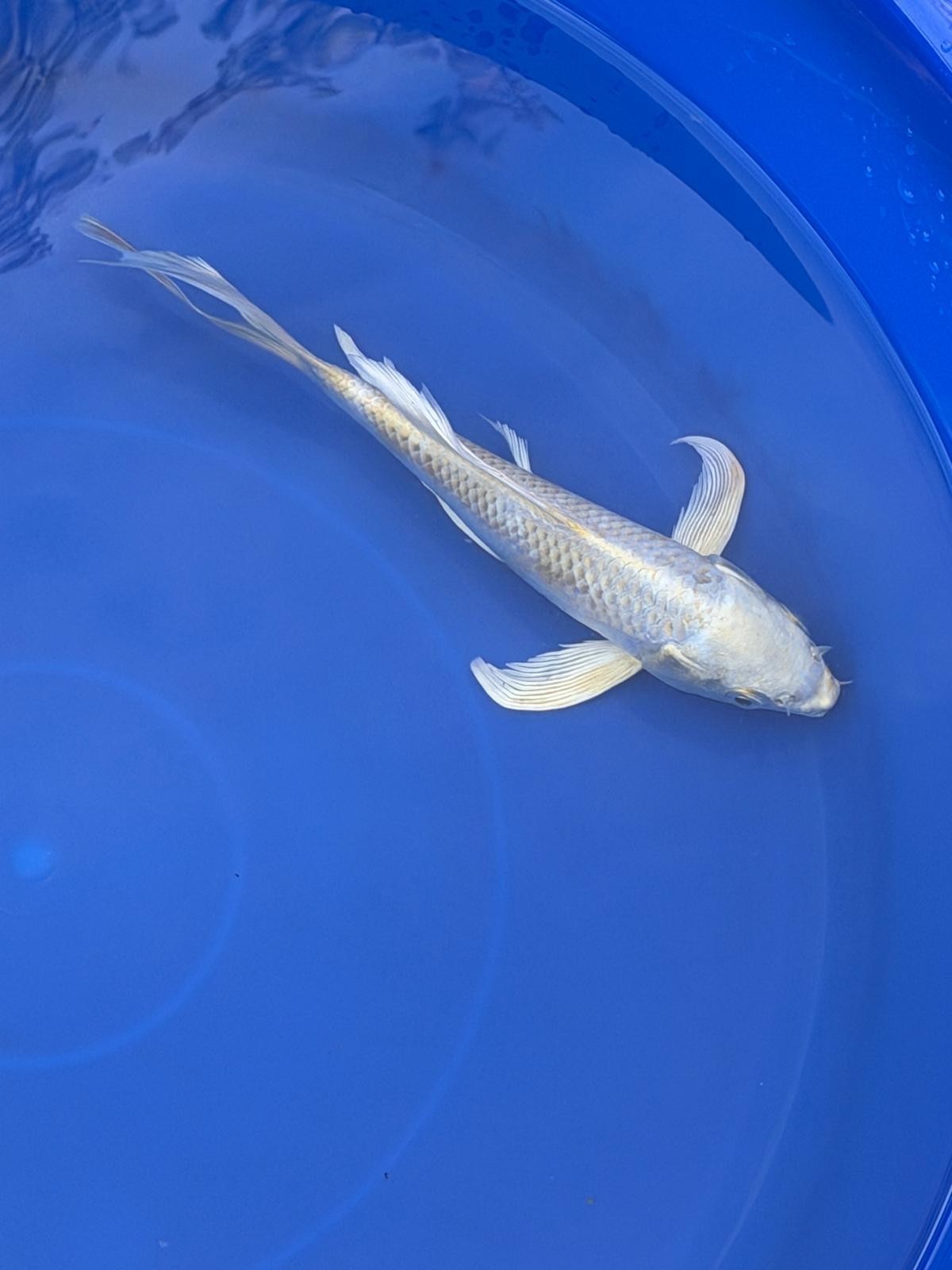 Platinum Ogon Butterfly Koi 8"