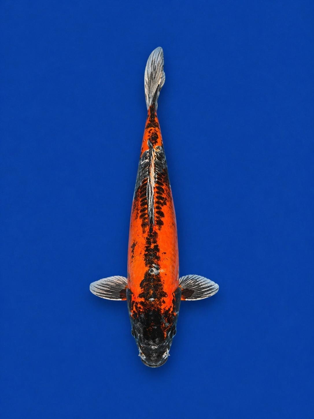 15" Inch Doitsu Matsuba Japanese Import Koi