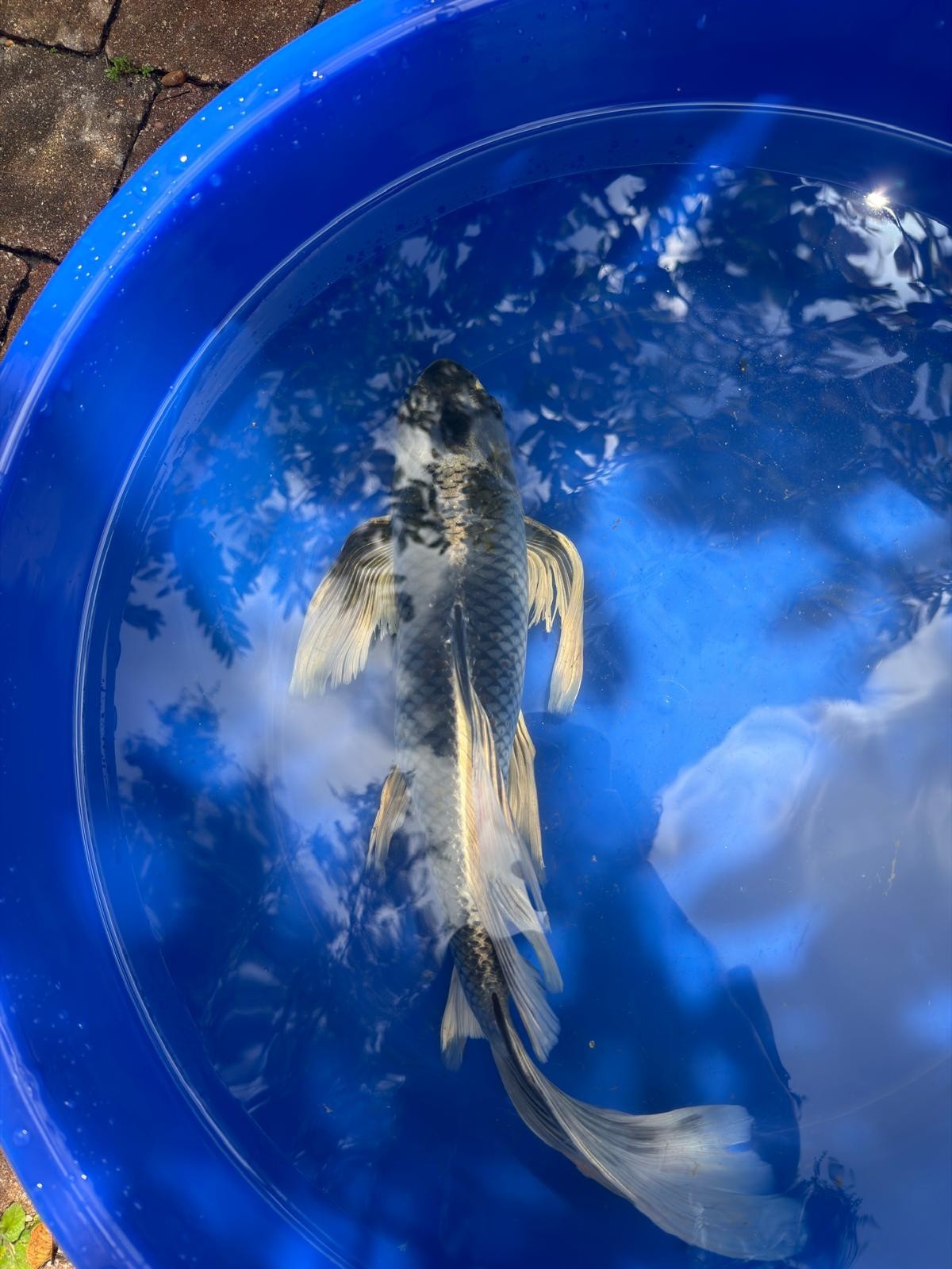 Matsuba Butterfly Koi 19"