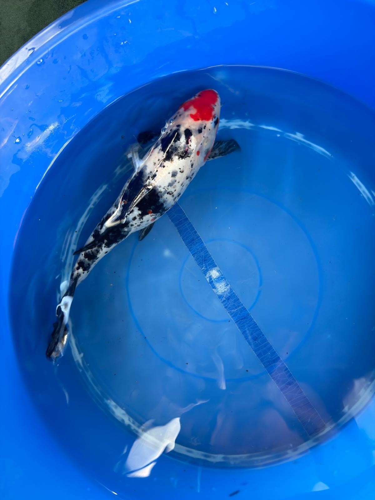 Showa Koi 12"