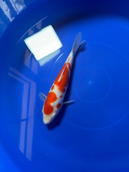 8" Kohaku Japanese Imported (Hand Picked)