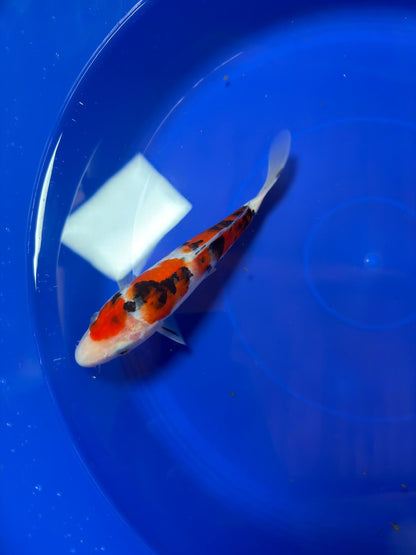 8" Showa Japanese Imported (Hand Picked)
