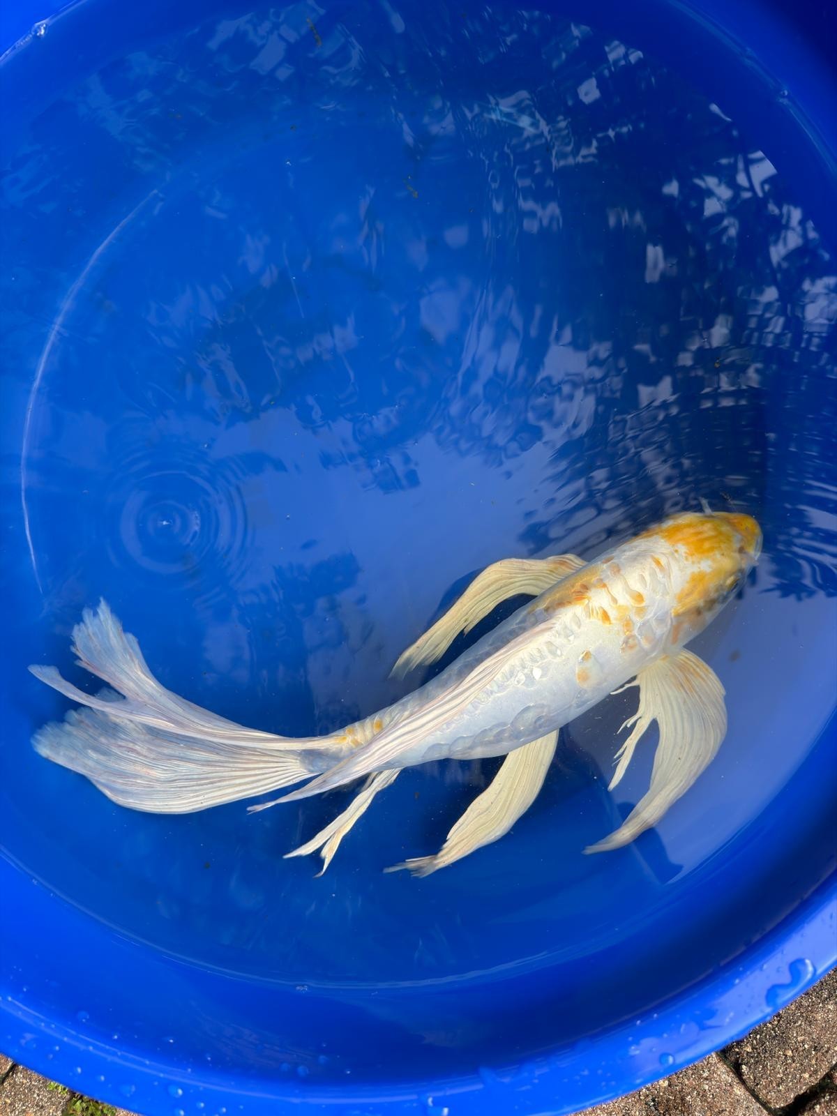 Doitsu Lemon Hariwake Butterfly Koi 17"