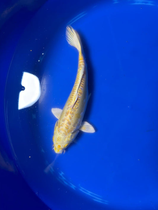 Yamabuki Hariwake Koi 10"