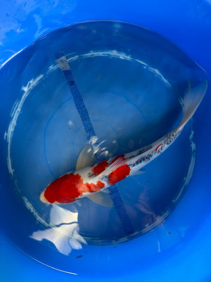Taisho Sanke Koi 12"