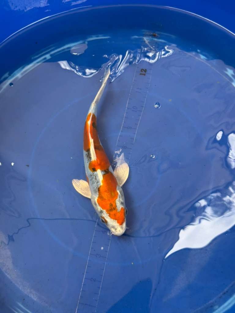 8 " Inch Doitsu Yamato Nishiki Koi