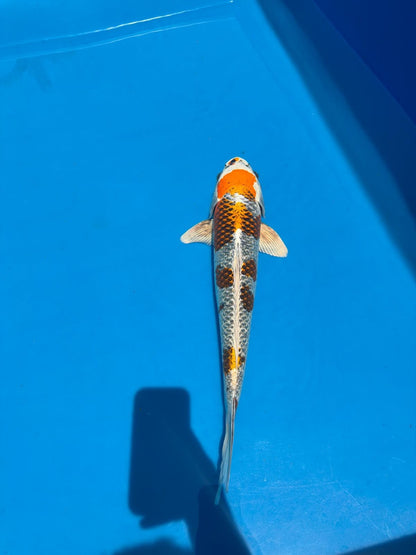 20" Kujaku-Japanese Imported-Female-Breeder Certifcate