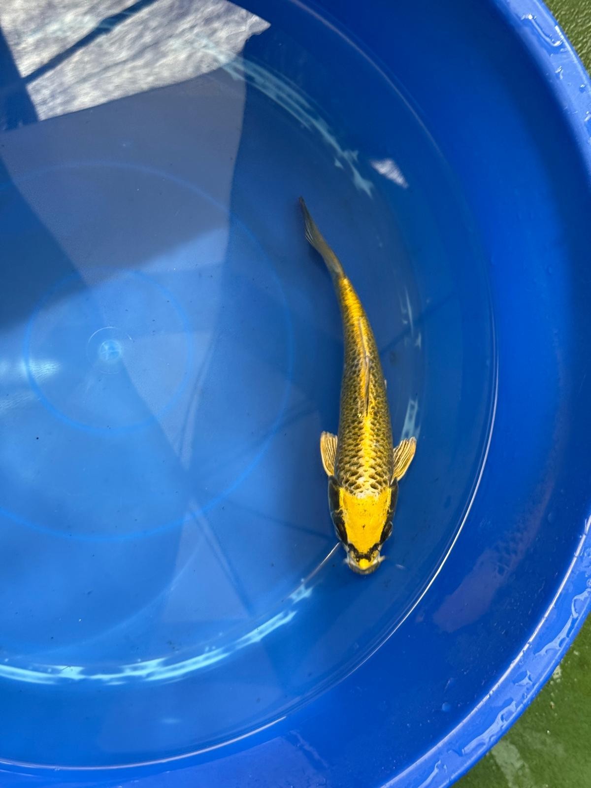 Ki Matsuba 8" Koi D