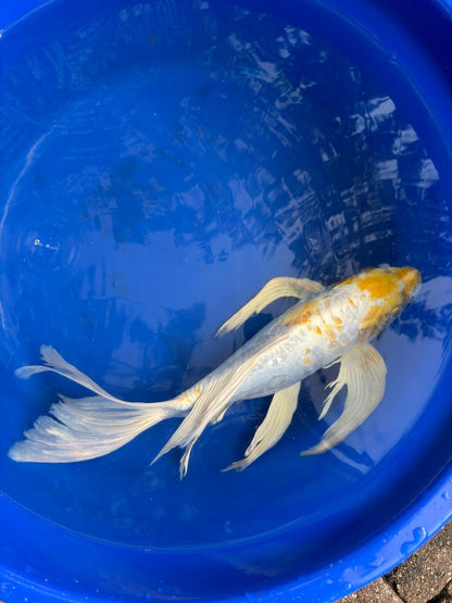 Doitsu Lemon Hariwake Butterfly Koi 17"