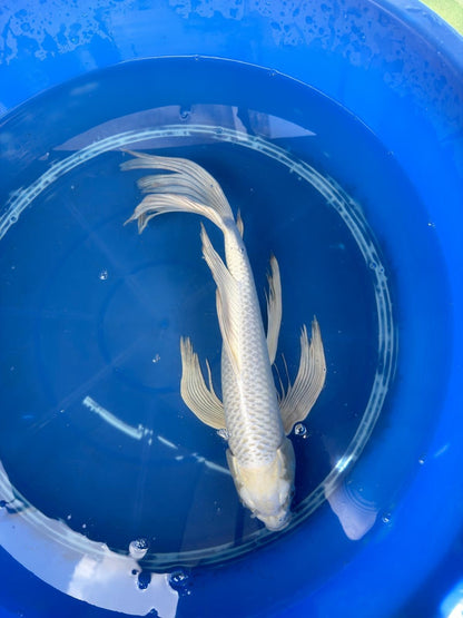 15" Platinum Butterfly Koi