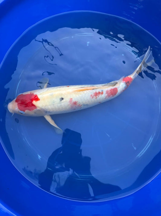 Japanese Koi Taisho Sanke  18 inch
