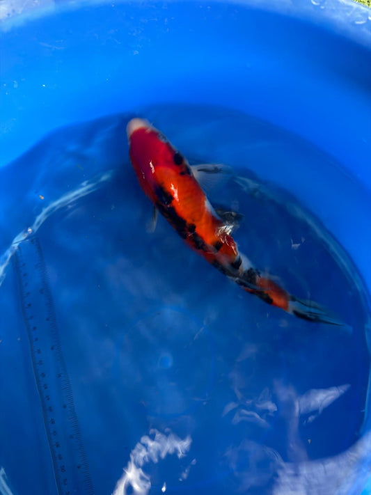 10" Showa Japanese Imported (Hand Picked) T2
