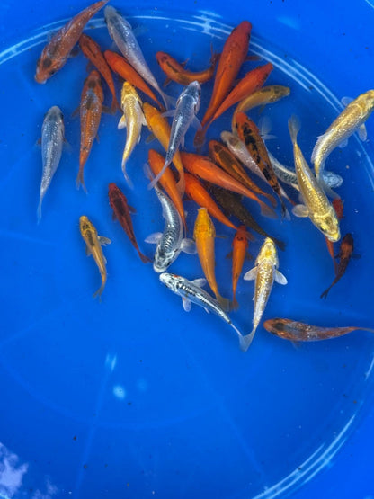 10 Pack of  Koi 3 to 5 inch