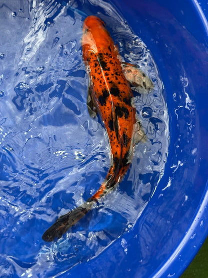 12"  Kin Hi Utsuri Koi