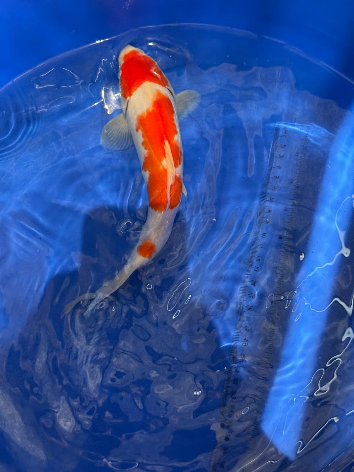 10.5 " Kohaku Japanese Imported (Hand Picked) T2