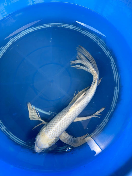 15" Platinum Butterfly Koi