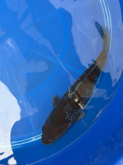 Japanese Ochiba Shigure Koi 9"