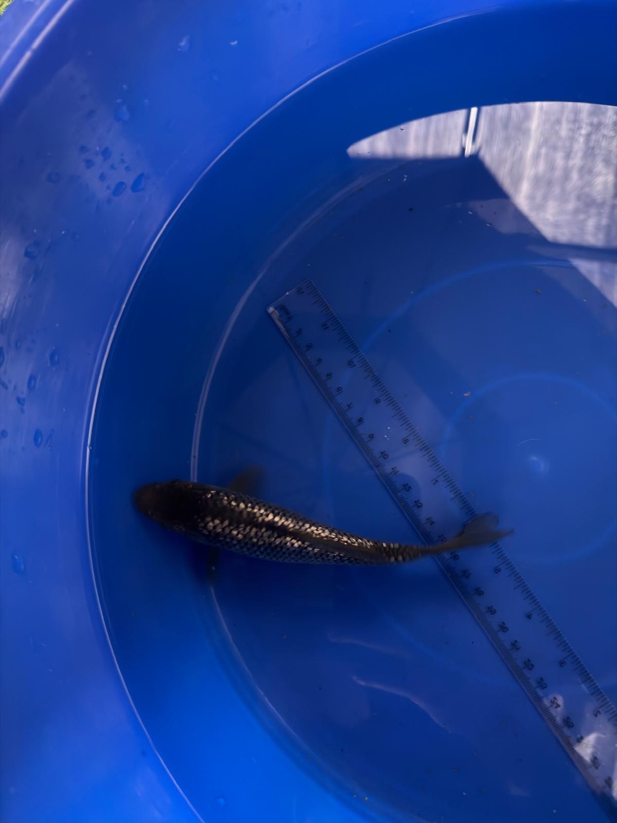6"  Ginrin Soragoi Japanese Import Koi (Hand Picked) T3
