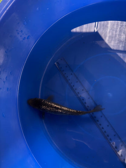 6"  Ginrin Soragoi Japanese Import Koi (Hand Picked) T3