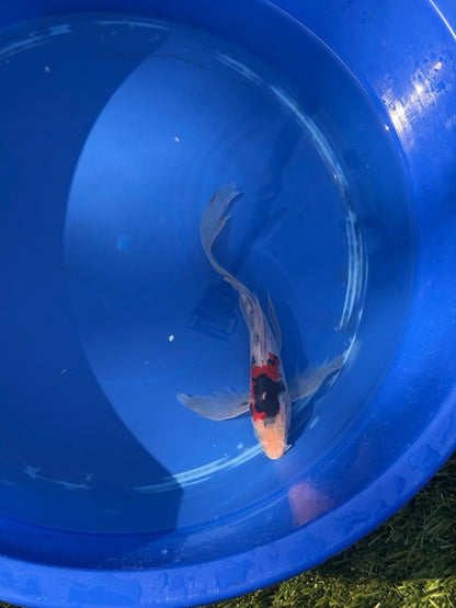 Showa Butterfly Koi 9 Inch
