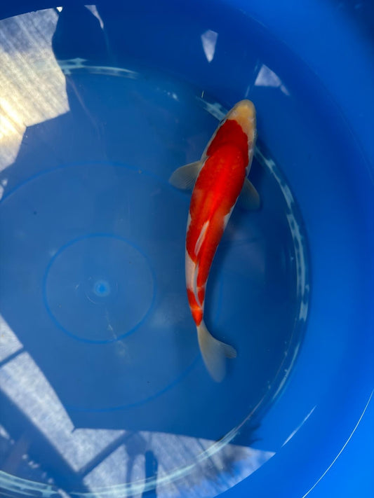 8" Kohaku Japanese Imported (Hand Picked) T2