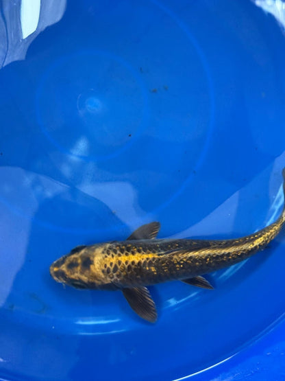 "Bronze" GinRin Matsuba 9"  Koi D