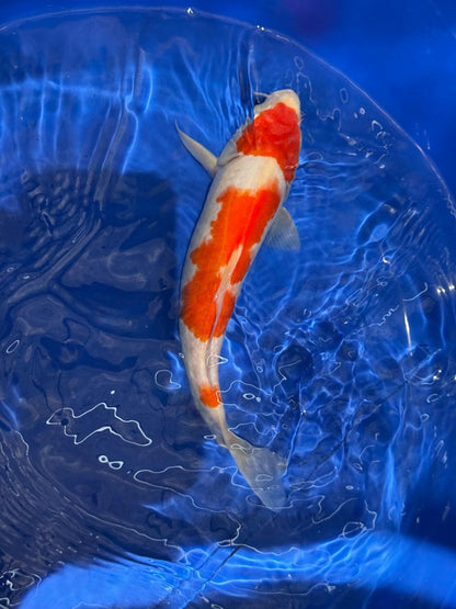 10.5 " Kohaku Japanese Imported (Hand Picked) T2