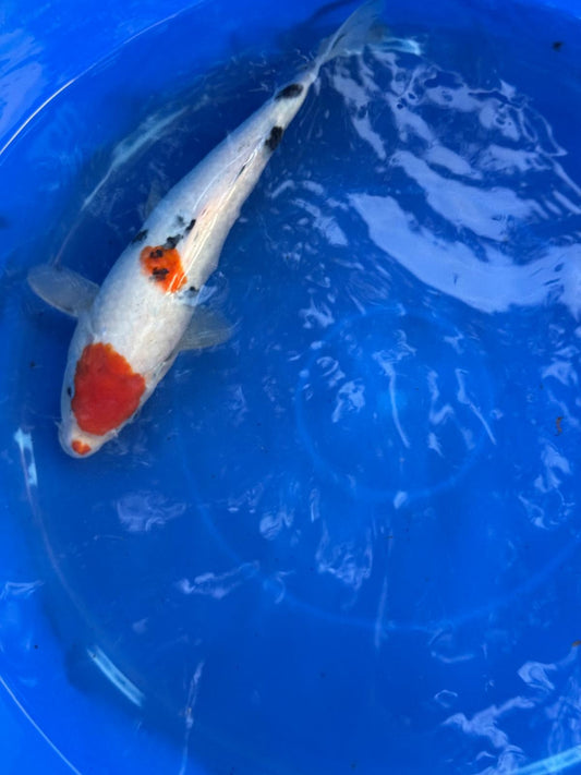 10" Sanke Japanese Import Koi T5