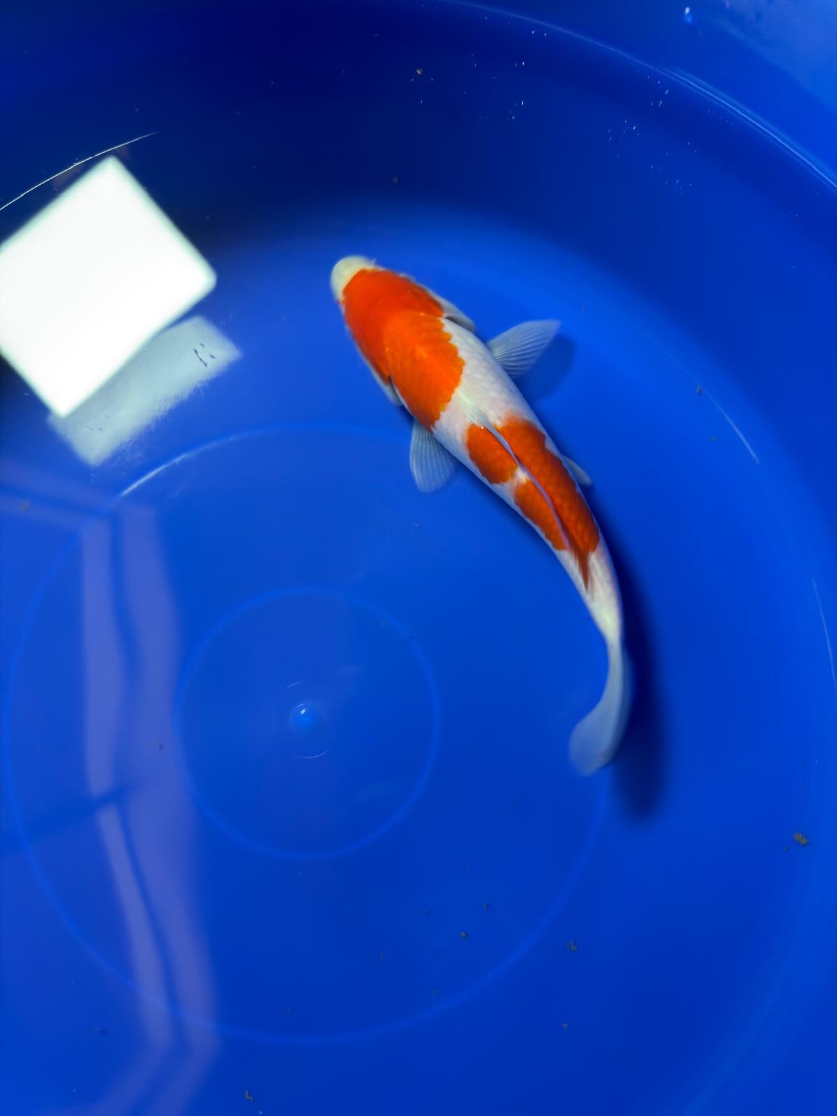 8"  Kohaku Japanese Import Koi (Hand Picked) T1