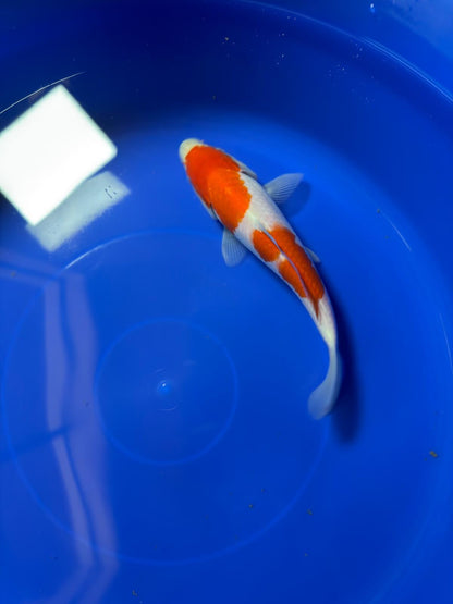 8"  Kohaku Japanese Import Koi (Hand Picked) T1
