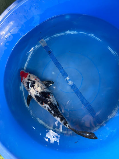 Showa Koi 12"